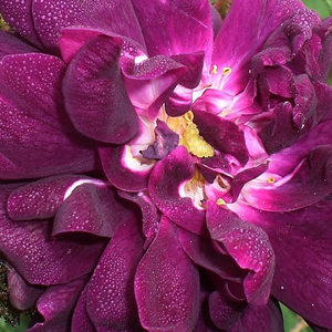 Rosier plantation - Rosa Nuits de Young - violet - rosiers historiques mousse - parfum intense - Jean Laffay - Parfum doux et fruité. Excellent en bordures.